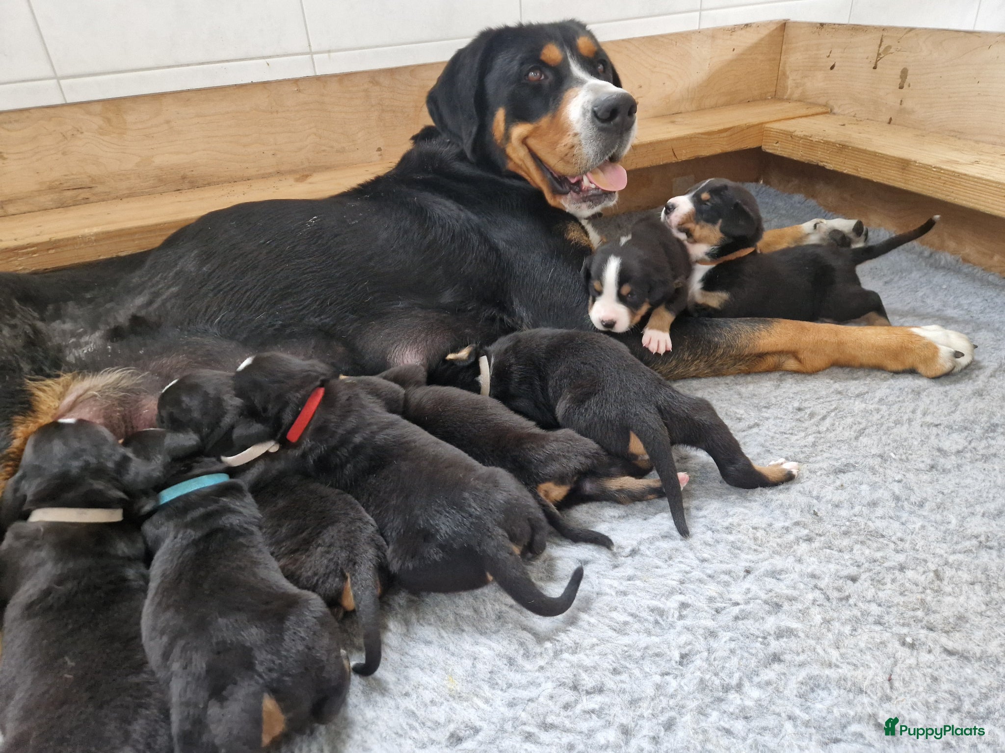Grote Zwitserse Sennenhond honden Prachtige grote zwitserse sennenhond stamboek - Advertentie 2