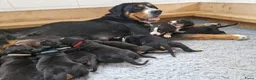 Grote Zwitserse Sennenhond honden te koop: Prachtige grote zwitserse sennenhond stamboek - Advertentie 21