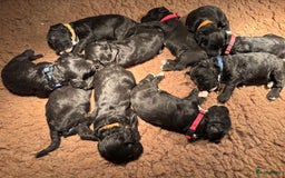 Cockapoo honden te koop: Cockapoo herhaalnestje in Kessel - Afbeelding 7