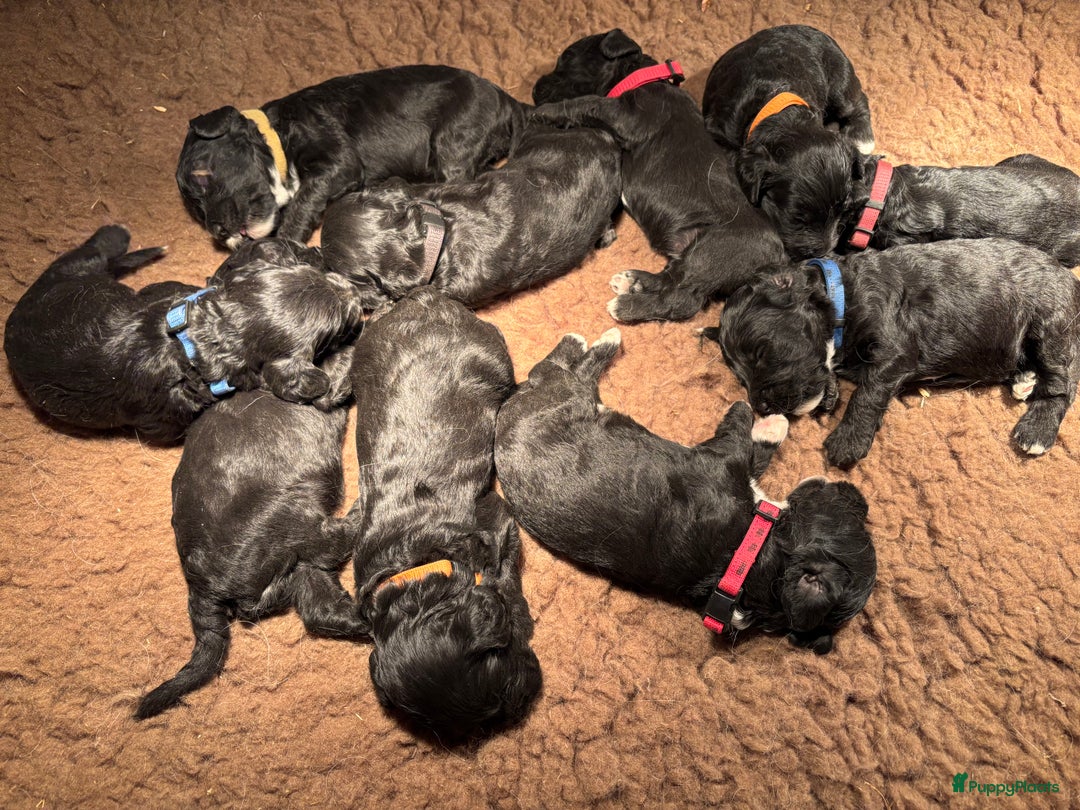 Cockapoo honden te koop: Cockapoo herhaalnestje in Kessel - Afbeelding 7