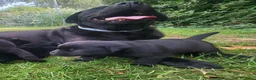 Labrador Retriever honden te koop: Prachtig nest zwarte Labrador pups - Advertentie 6