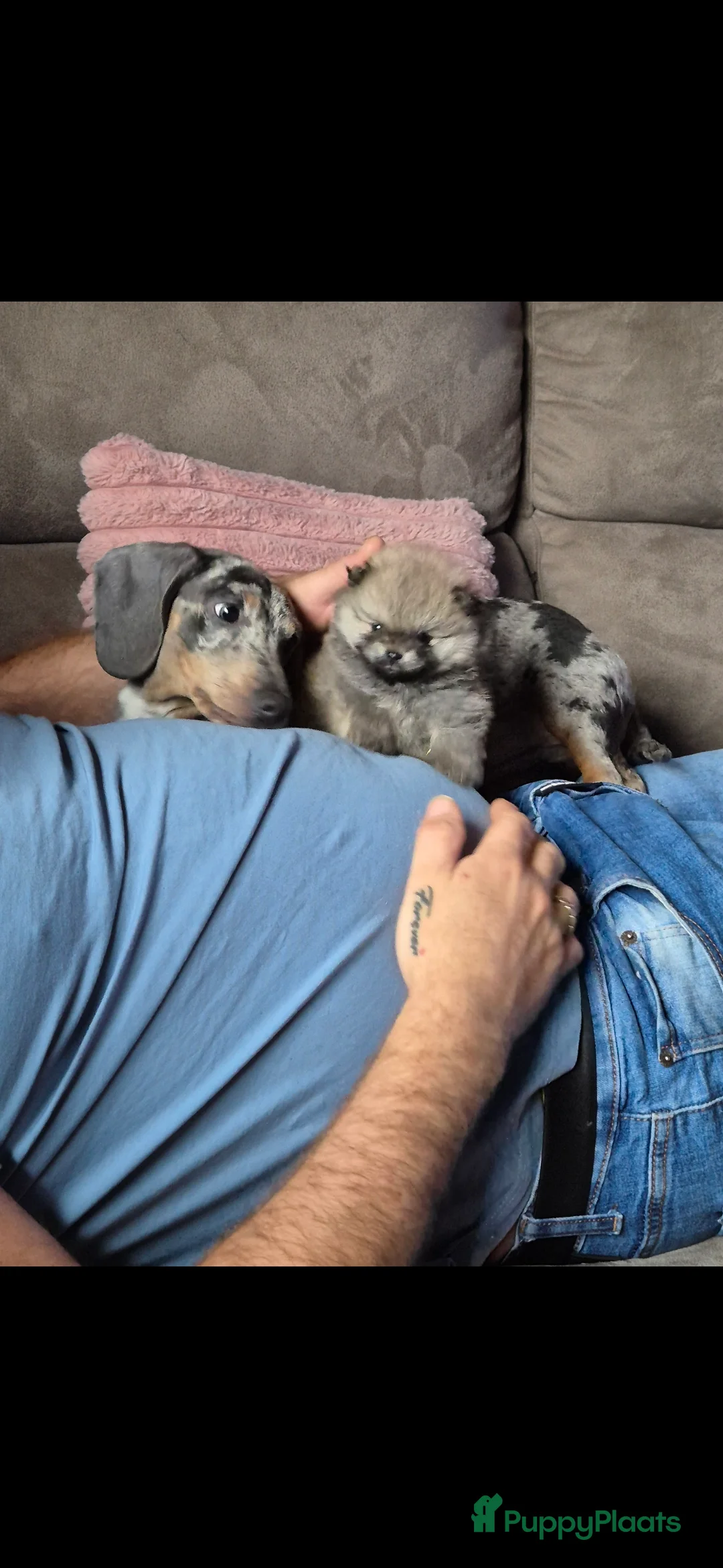 Pomeriaan honden te koop: Raszuiver Super lieve pomeriaan meisje - Advertentie 10