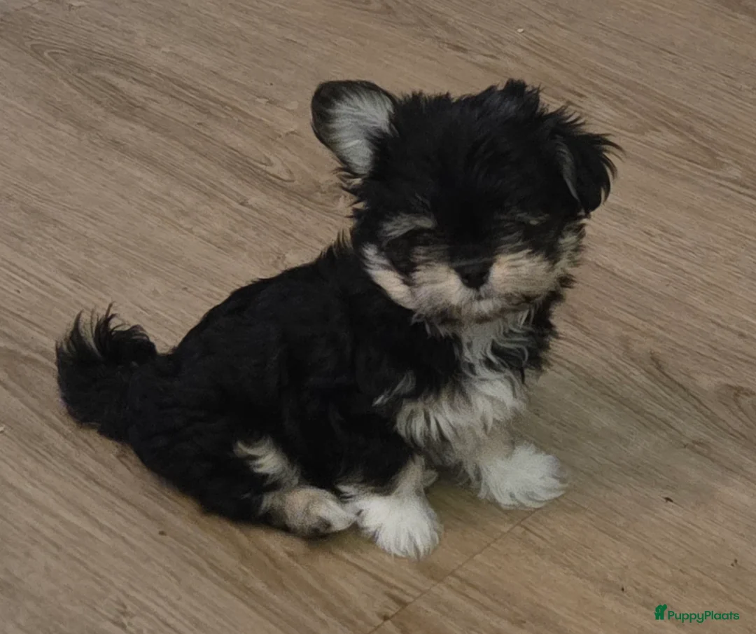 Kruising honden te koop: Mini Malchi / Mini Boomertje teefje Black & Tan  - Advertentie 12