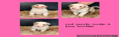 Australian Shepherd 6