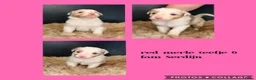 Australian Shepherd honden te koop: Mooie Australian Shepherd pups - Advertentie 19