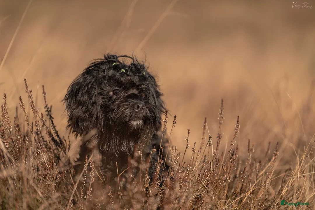 Kruising honden ter dekking: Uitgebreid geteste Boompoo dekreu  - Advertentie 2