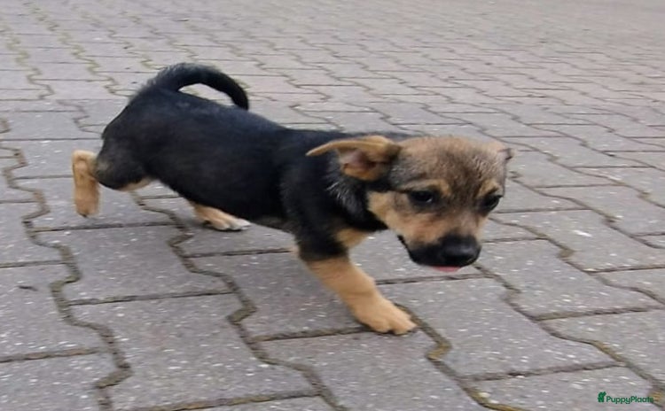 Jack Russel Terriër honden - Advertentie 4
