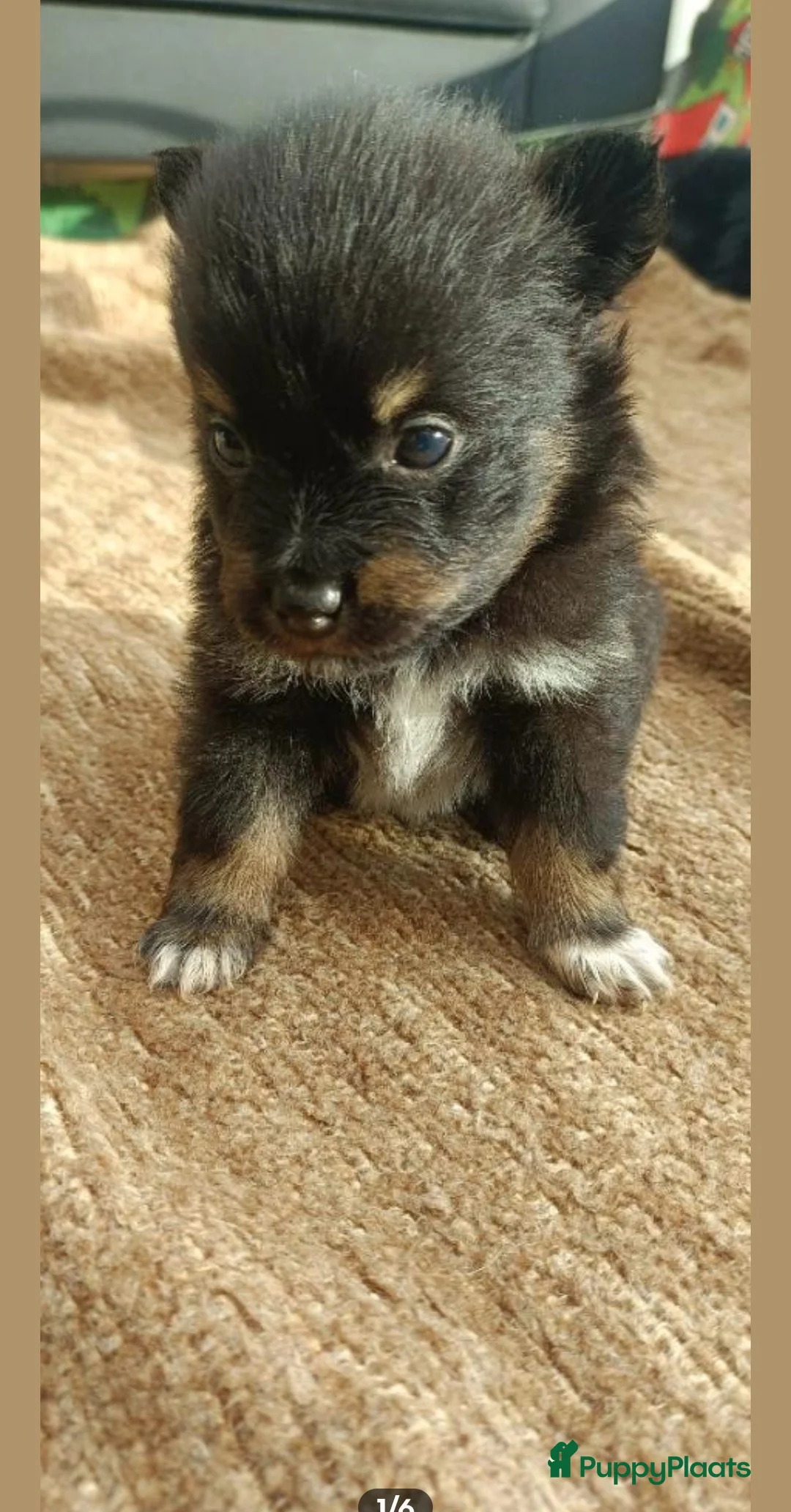 Kruising honden te koop: Chihuahua mix pups  - Advertentie 3