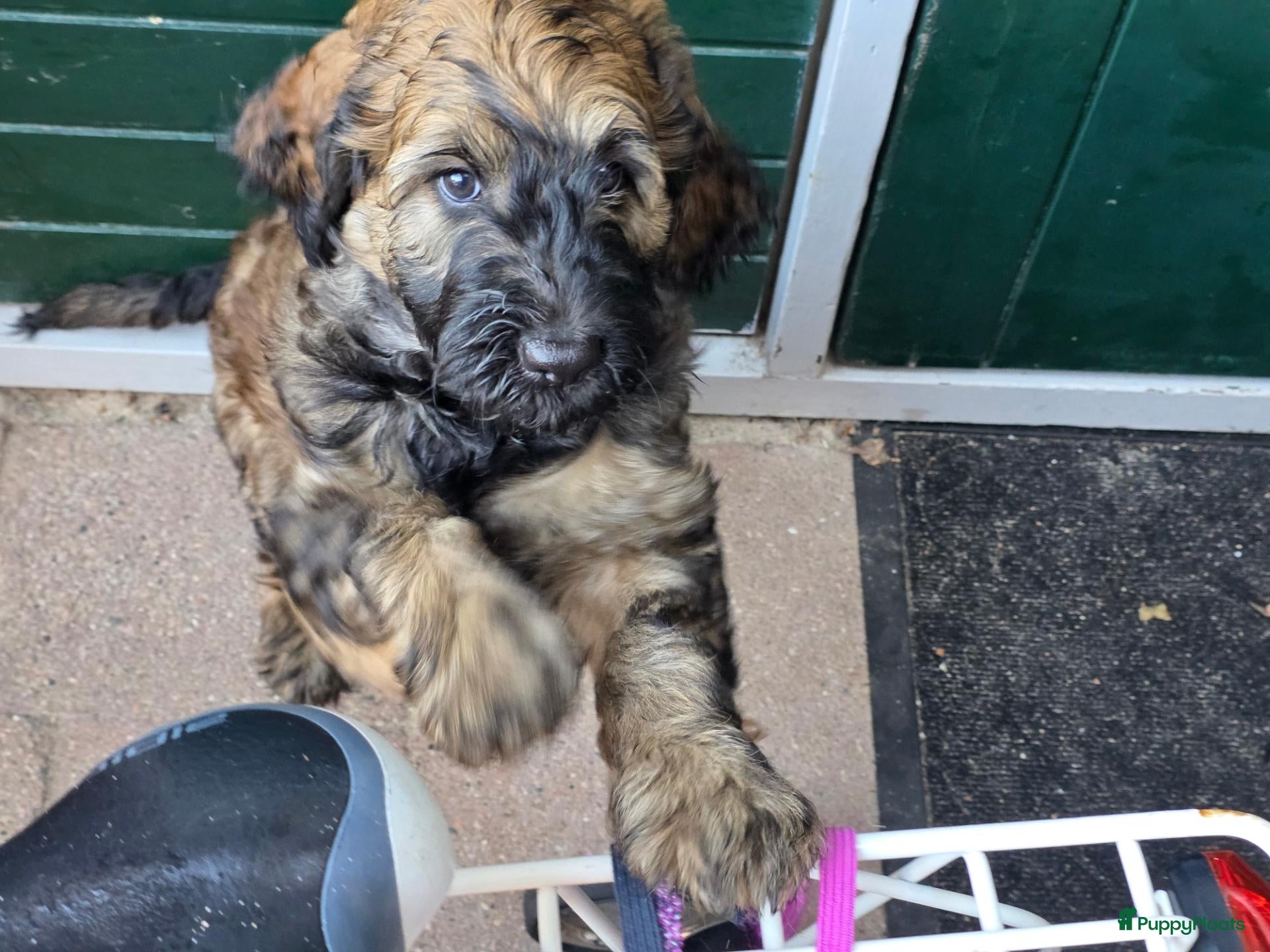 Labradoodle honden Labradoodle pups - Advertentie 3