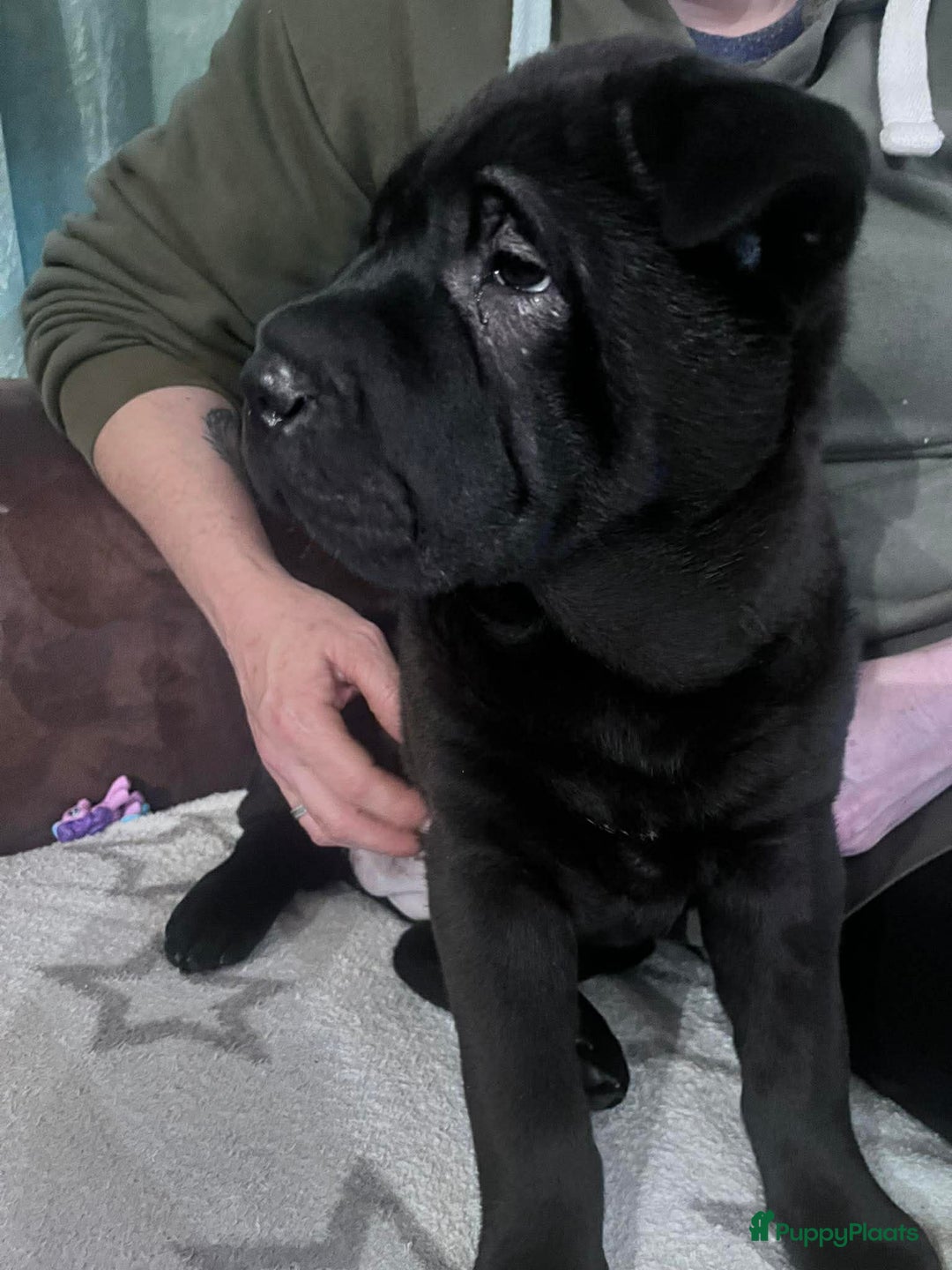 Shar Pei honden te koop: Sharpei - Advertentie 6