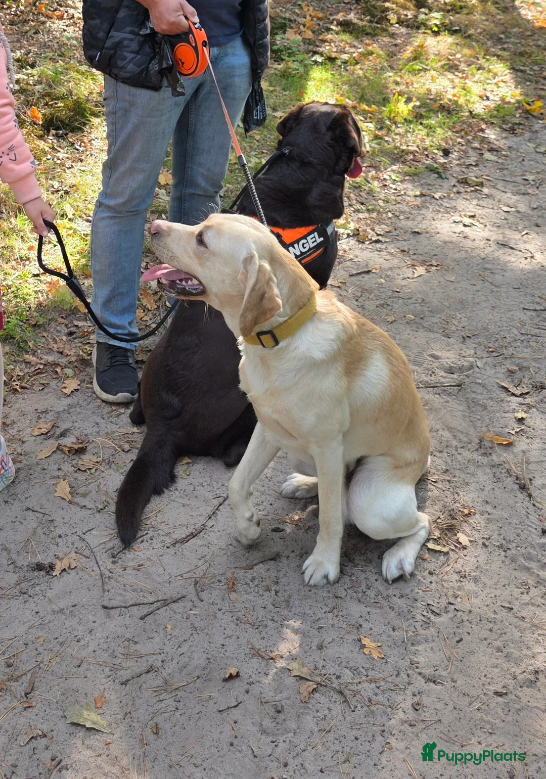 Labrador Retriever honden te koop: 6 mooie en lieve labradorpups - Advertentie 14