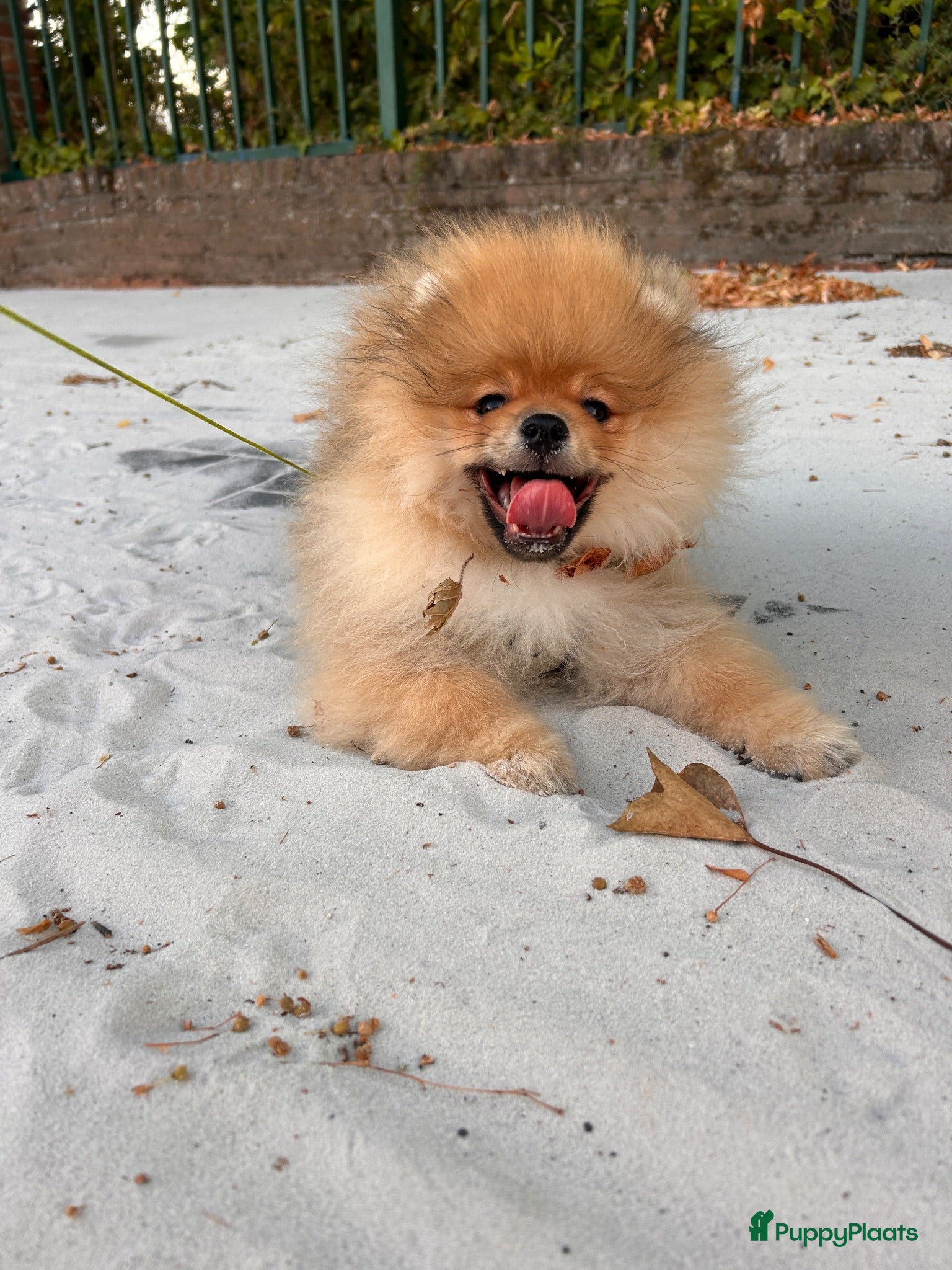 Pomeriaan honden 🌺Pomeranian 100 %🌺 - Advertentie 2