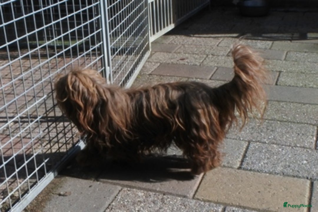 Bolonka Zwetna honden te koop: Bolonka pups - Advertentie 3