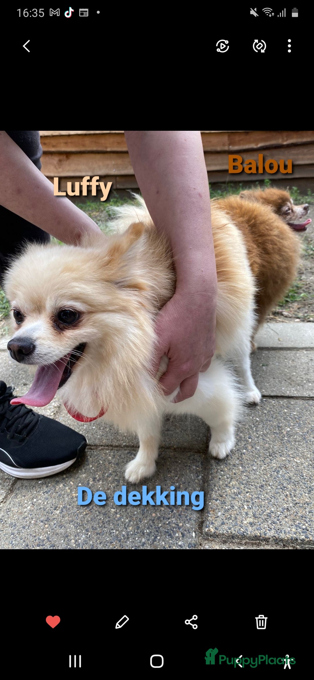 Pomeriaan honden te koop: 4 Prachtige pomeriaan/dwergkees pups. 💙💜 - Advertentie 14