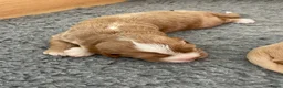 Kruising honden te koop: Prachtige Tolling Retriever Labradoodle pups - Advertentie 2