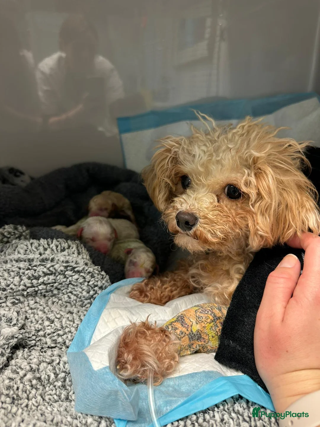 Kruising honden te koop: Maltipoo x Shih Tzu puppies - Advertentie 13