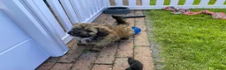 Shihpoo honden te koop: Prachtige shihpoo pups 1 reutje en 4 teefjes - Advertentie 10