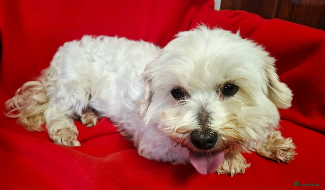 Maltipoo honden te koop: Leuke Maltipoo puppies - Advertentie 10