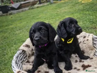 Labradoodle honden De aller leukste en liefste F1 Labradoodles - Advertentie 1