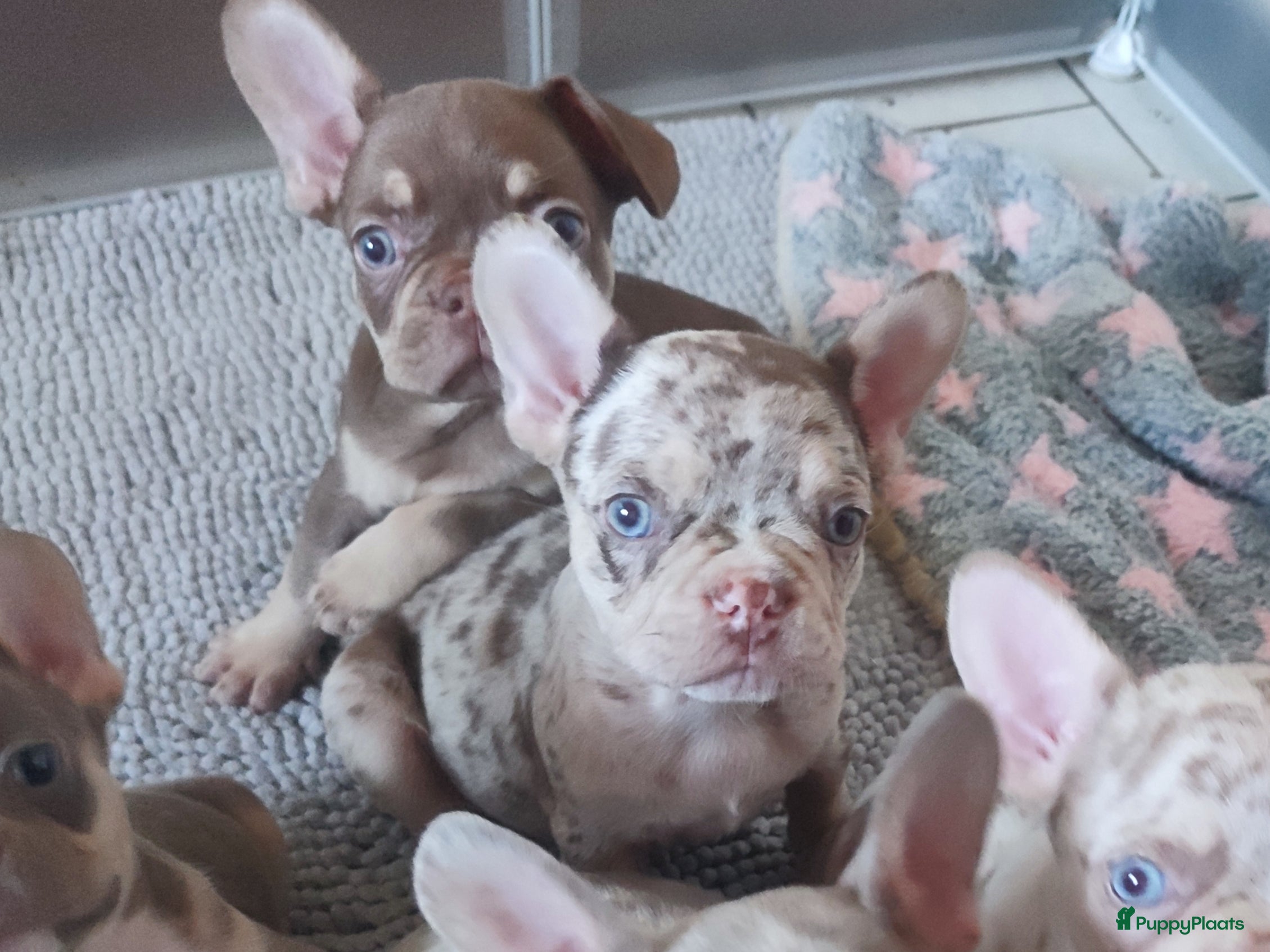 Franse Bulldog honden Prachtige gezonde Franse bulldog pups - Advertentie 3
