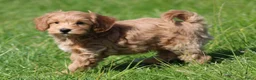 Maltipoo honden te koop: Knappe Maltipoo pups - Advertentie 2