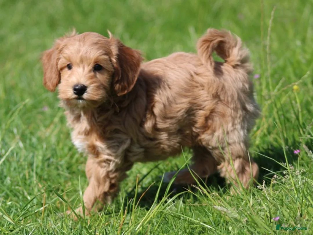 Maltipoo honden te koop: Knappe Maltipoo pups - Advertentie 2
