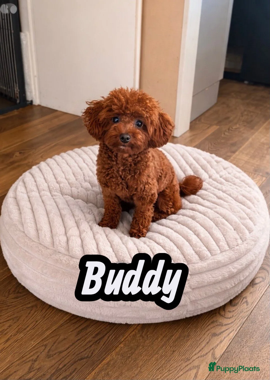 Poedel Toy honden te koop: Vrolijke rode Toy Poedel pups. - Advertentie 17