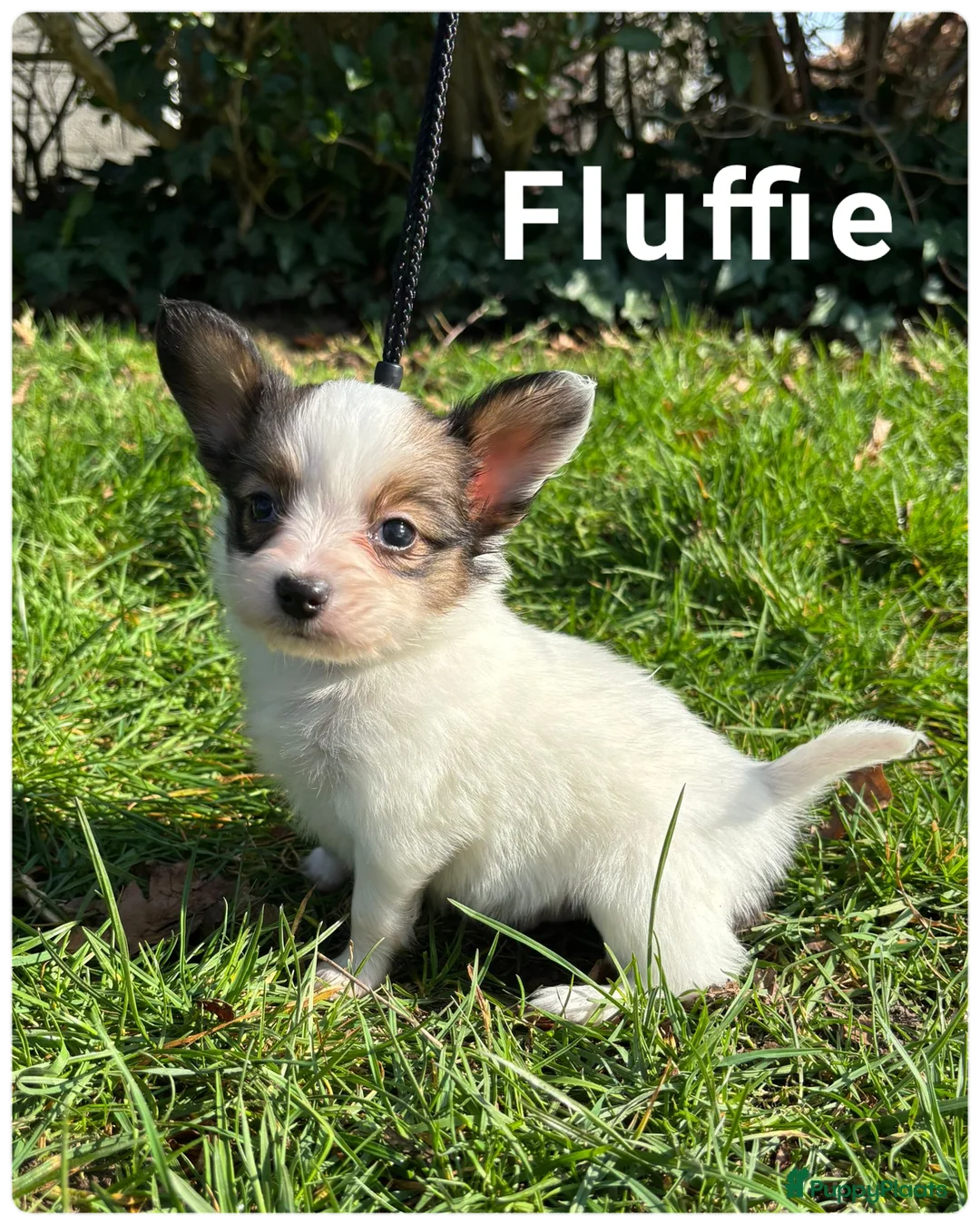 Vlinderhondje honden te koop: Prachtige Vlinderhondjes  - Advertentie 2