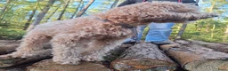 Australian Labradoodle honden te koop: Labradoodle pups verwachtte grootte 44 cm in Rijssen - Advertentie 18
