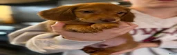 Teckel (langhaar) honden te koop: Langhaar dwergteckel chocolade Cream  - Advertentie 10