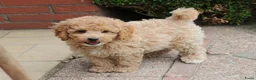 Aussiedoodle honden te koop: werd doodle pups beschikbaar  - Advertentie 4