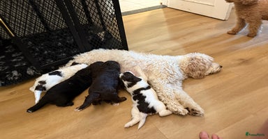 Australian Labradoodle honden - Advertentie 7