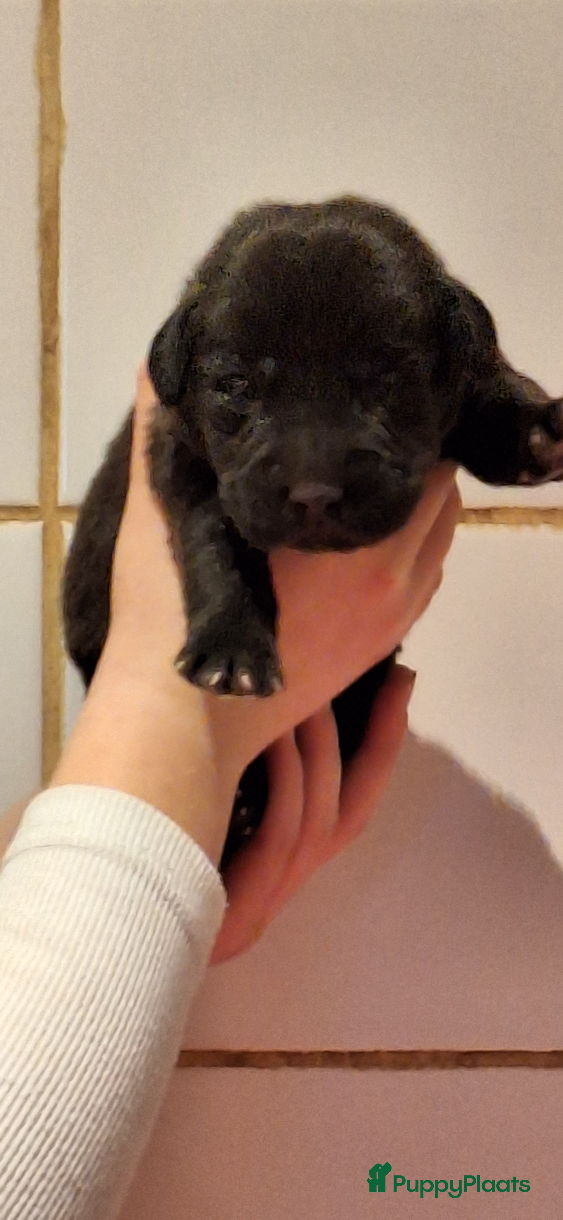 Labrador Retriever honden Labrador pups ouders vrij van erfelijkheid  - Advertentie 9