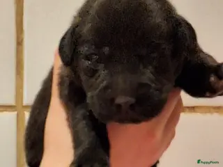 Labrador Retriever honden Labrador pups ouders vrij van erfelijkheid - Advertentie 9