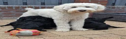 Kruising honden te koop: Super lieve goldendoodle X A labradoodle pups - Advertentie 4