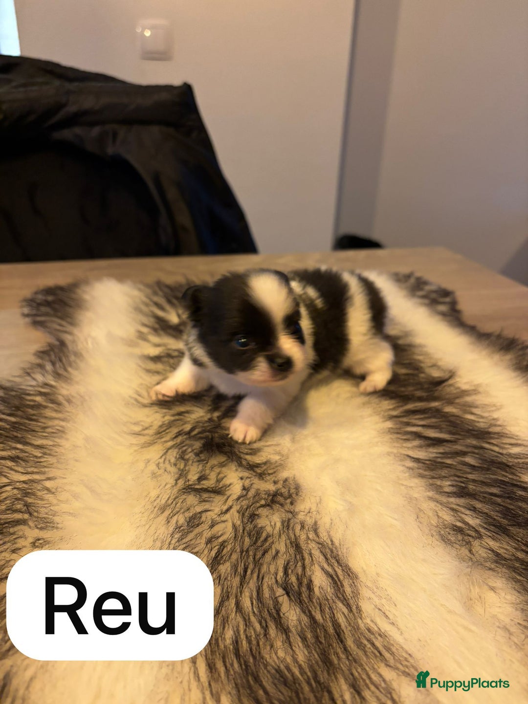 Pomeriaan honden te koop: Pomchi pups - Advertentie 7