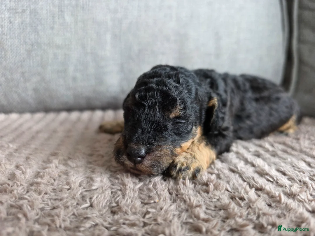 Poedel Toy honden te koop: Toypoedel pups voor Show of Huishond - Advertentie 27