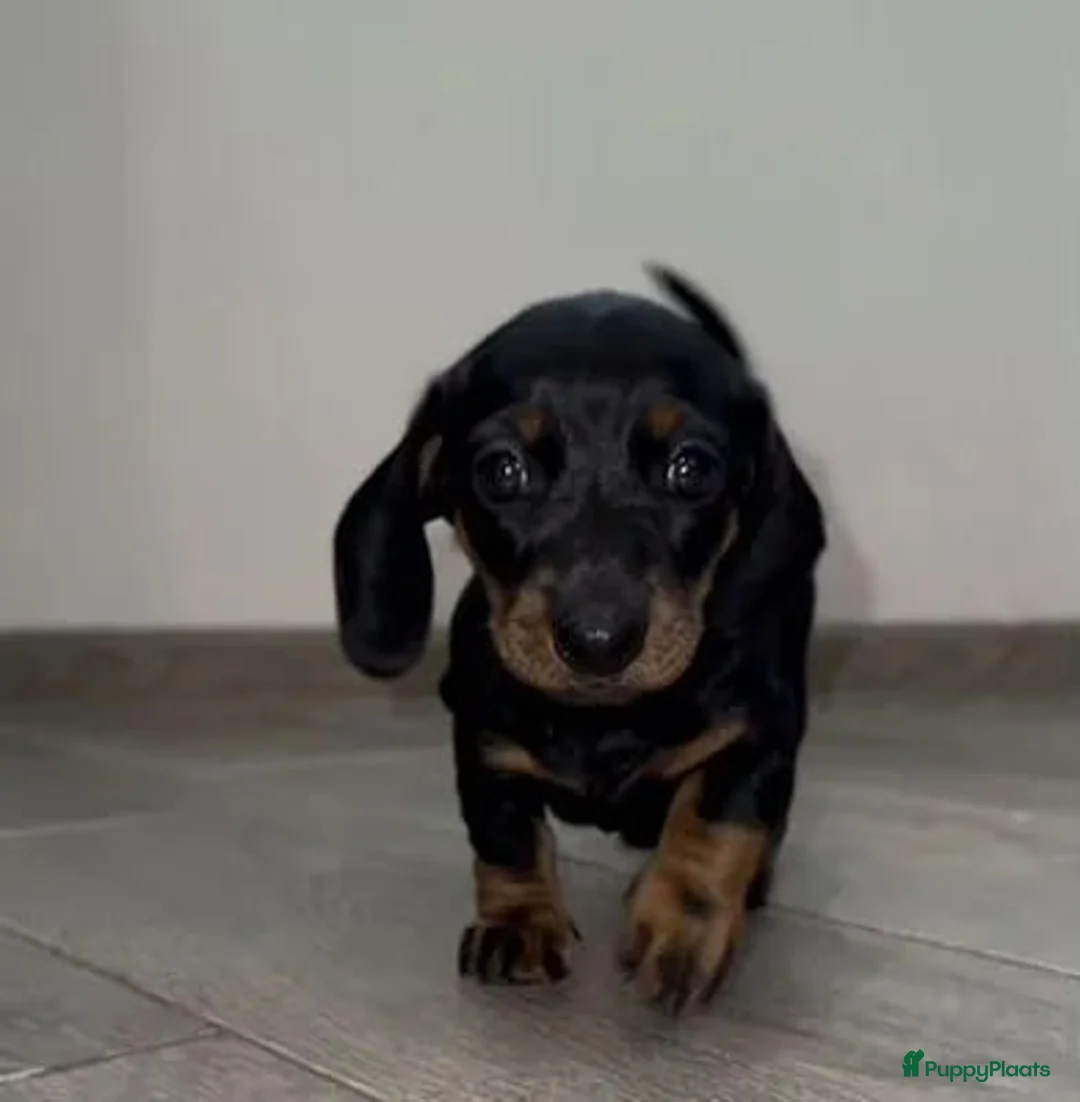 Teckel (korthaar)  honden te koop: Teckel - Advertentie 2