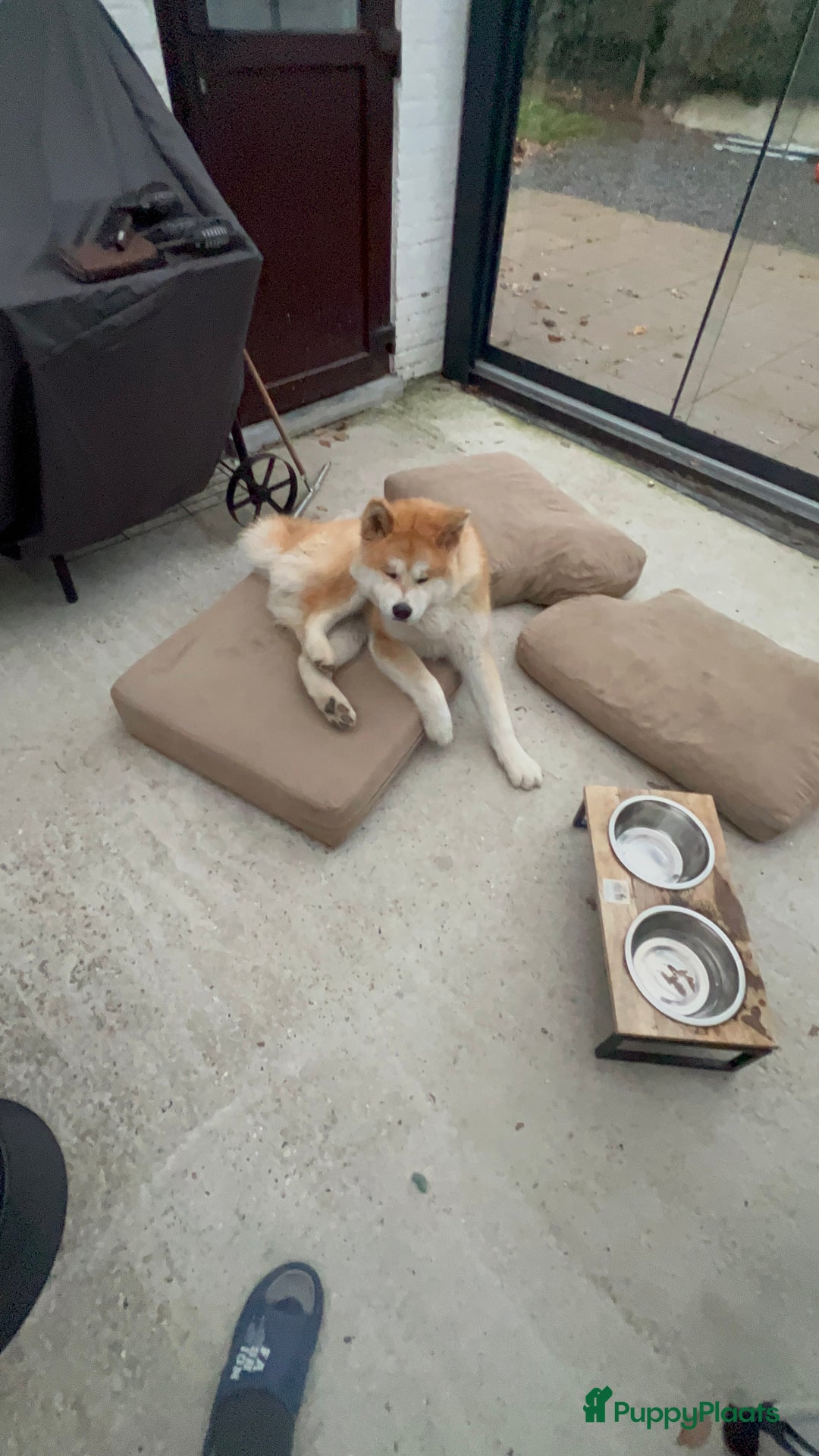 Akita honden te koop: Akita inu - Advertentie 3