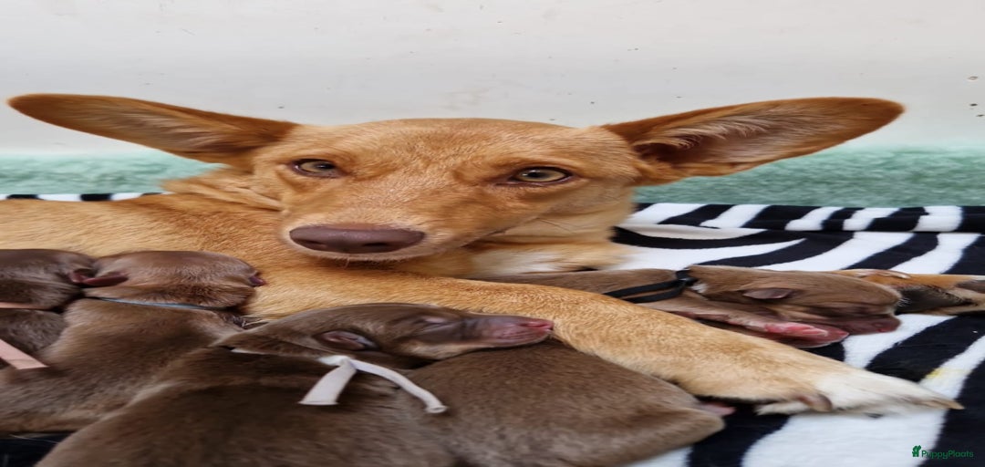 Galerij afbeelding {{count}}