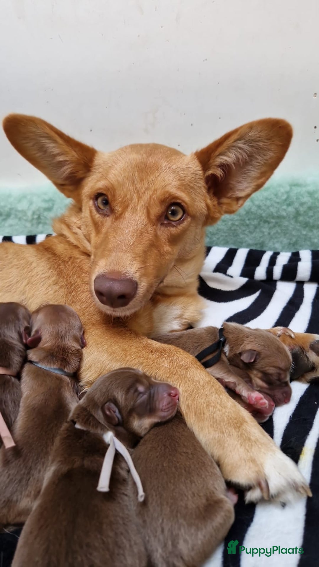 Galerij afbeelding {{count}}