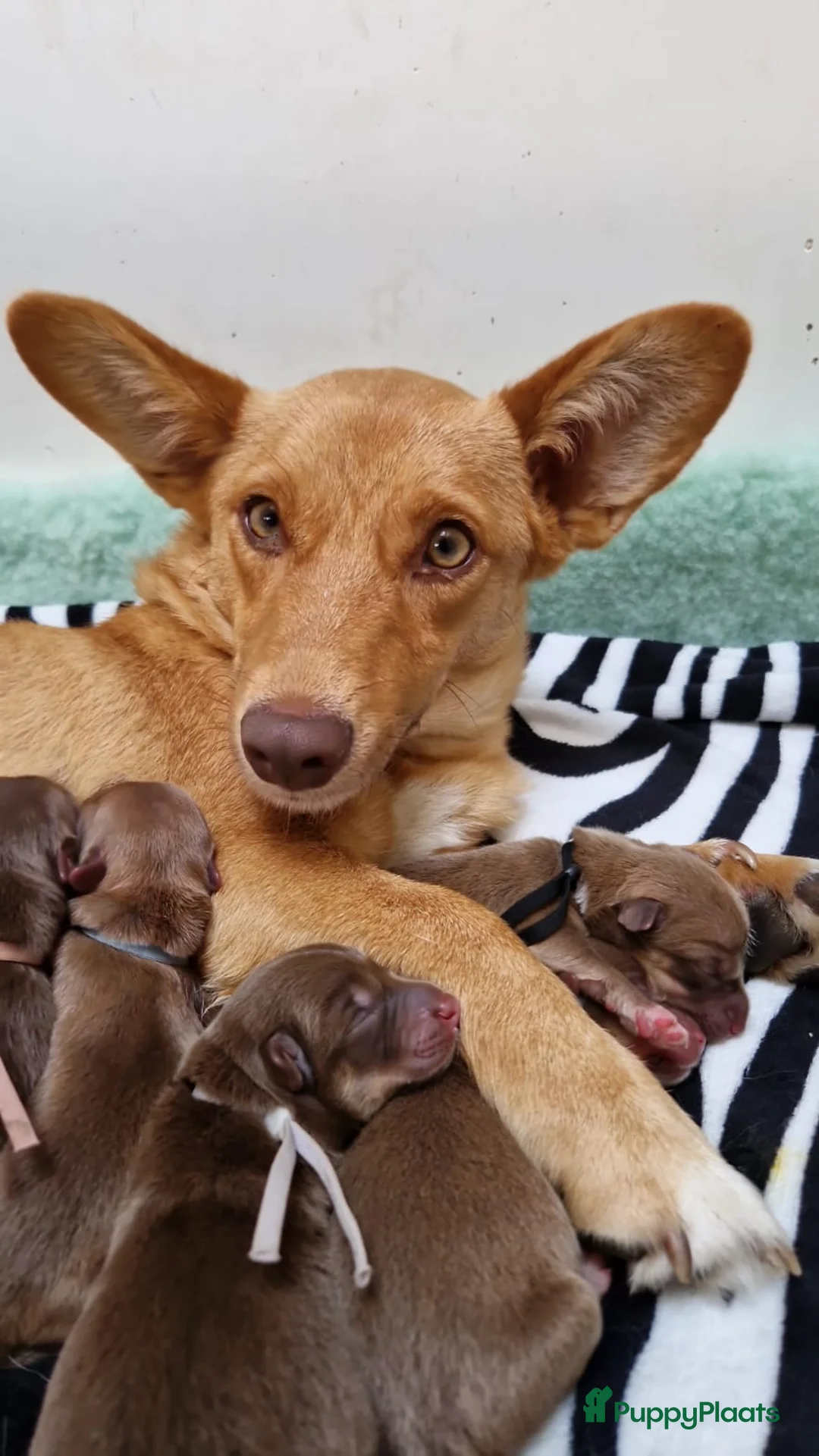 Galerij afbeelding {{count}}