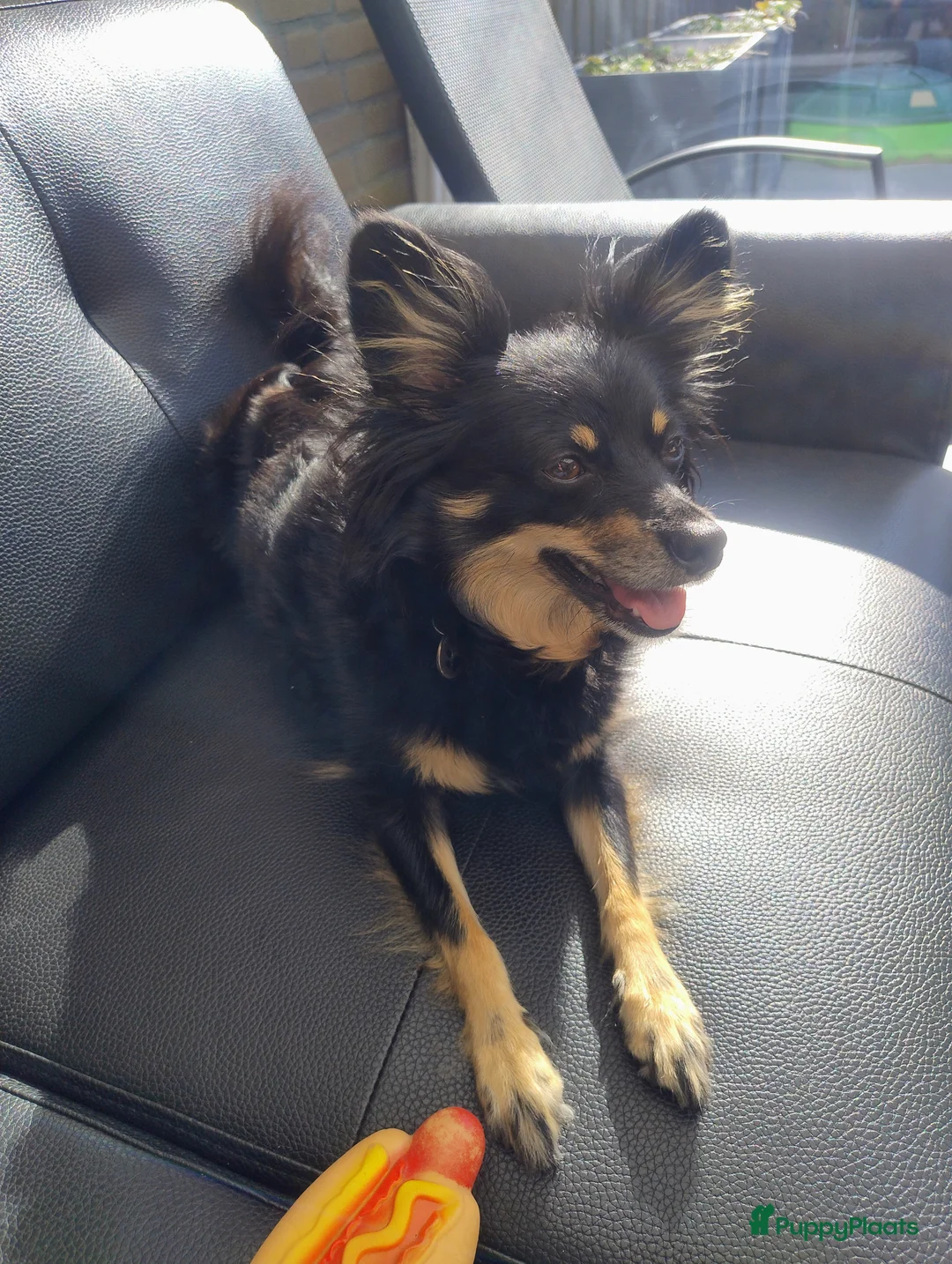 Kruising honden te koop: 3 aanhankelijke mix hondjes reutjes  - Advertentie 2