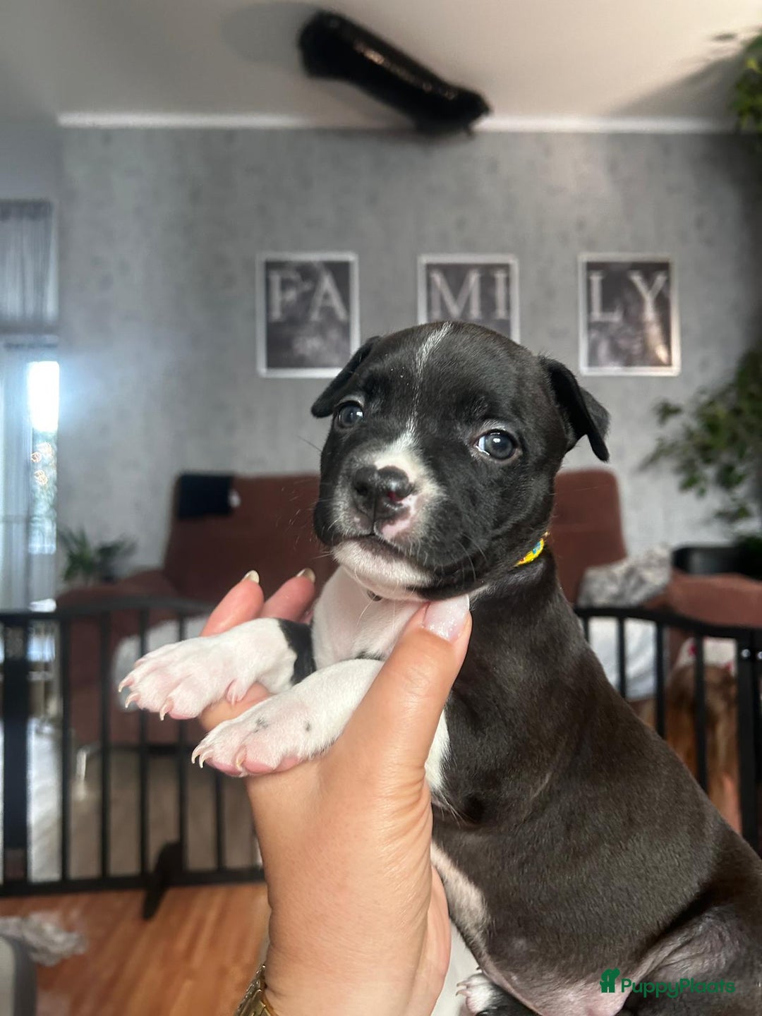 American Staffordshire Terriër honden te koop: American Staffordshire Terriers Pupps  - Advertentie 29