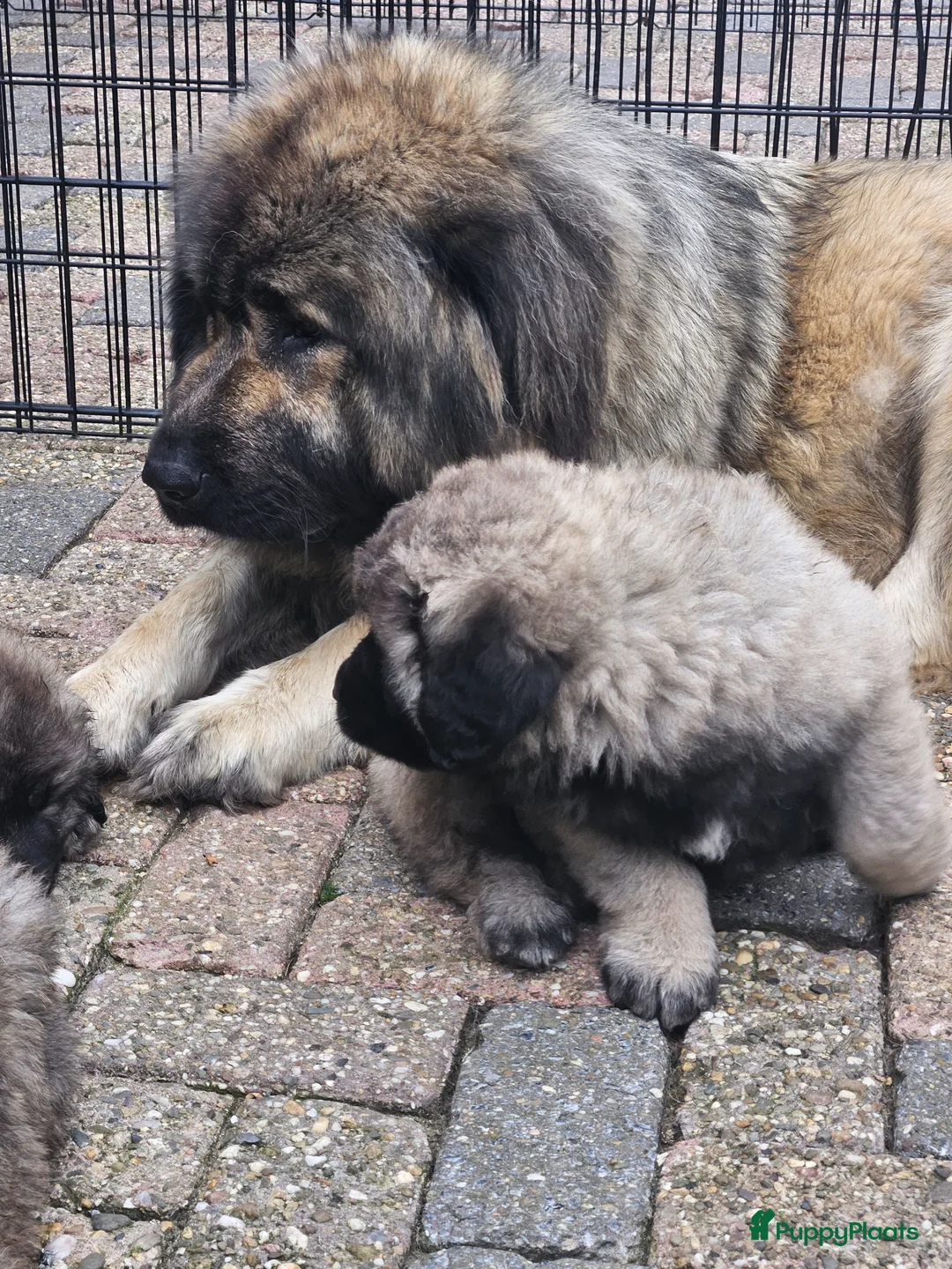 Kaukasische Owcharka honden te koop: Schitterende Kaukasische Owcharka pups 🔥🔥 - Advertentie 2