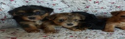 Yorkshire Terriër honden te koop: 5 pups Yorkshire Terrier gezond niet doorgefokt - Advertentie 20
