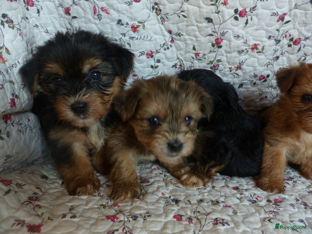 Yorkshire Terriër honden te koop: 5 pups Yorkshire Terrier gezond niet doorgefokt - Advertentie 20
