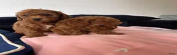 Poedel Toy honden te koop: Rode Toypoedel pups uit geteste ouders - Advertentie 3