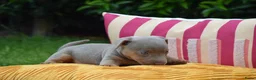 Jack Russel Terriër honden te koop: lieve pups zoeken een nieuw huisje - Advertentie 4