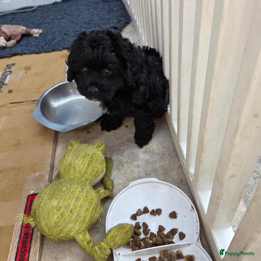 Boomer honden te koop: Lieve rustige boompoo pups in Barneveld - Afbeelding 11